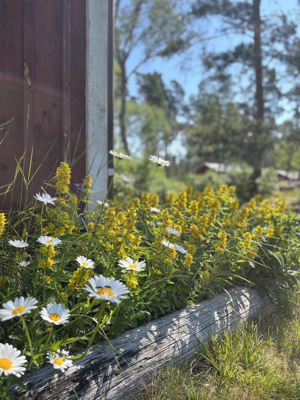 Wiesenblumen und Margeriten vor einem roten Schwedenhaus