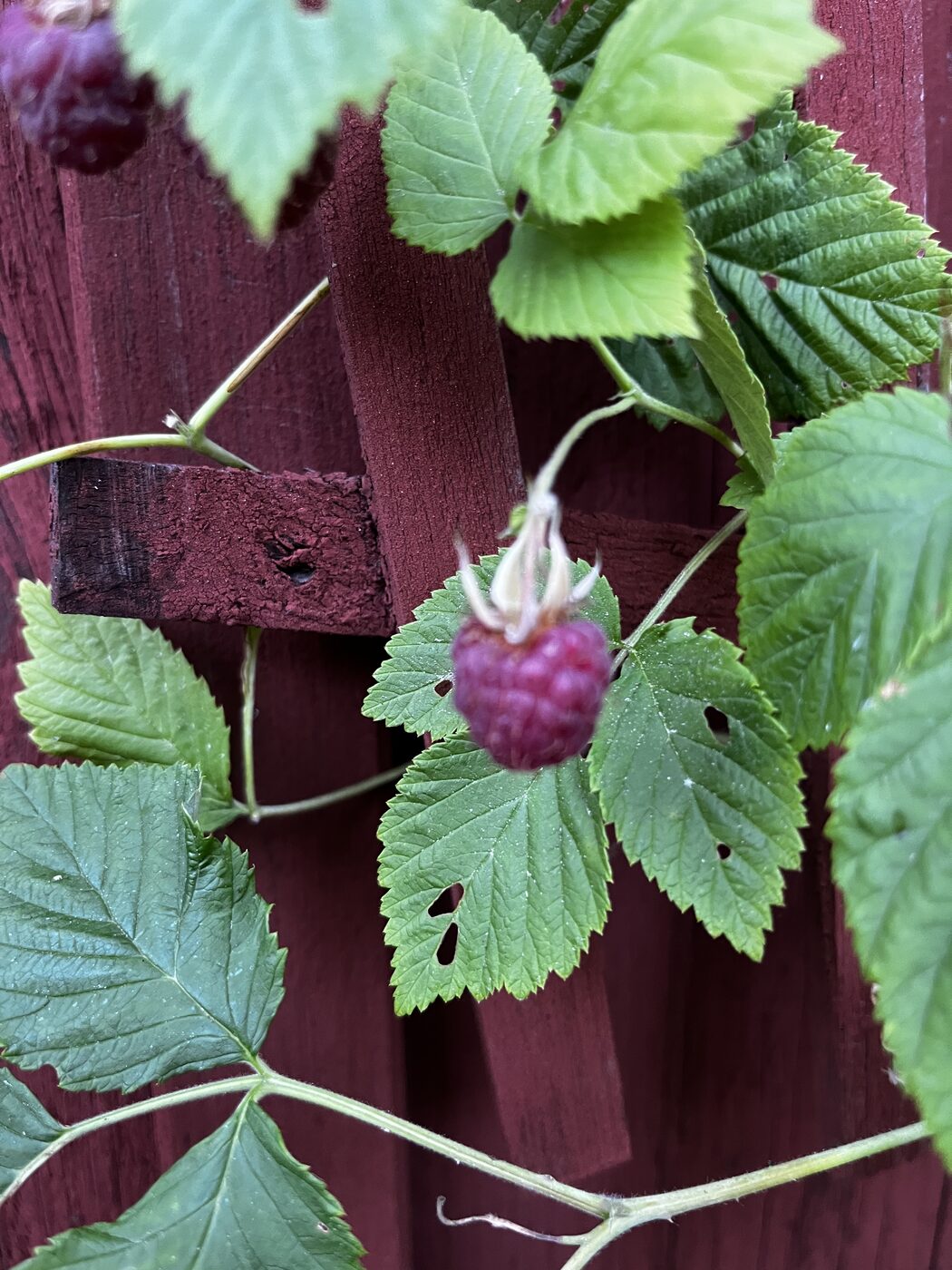Himbeeren an einer roten Holzwand